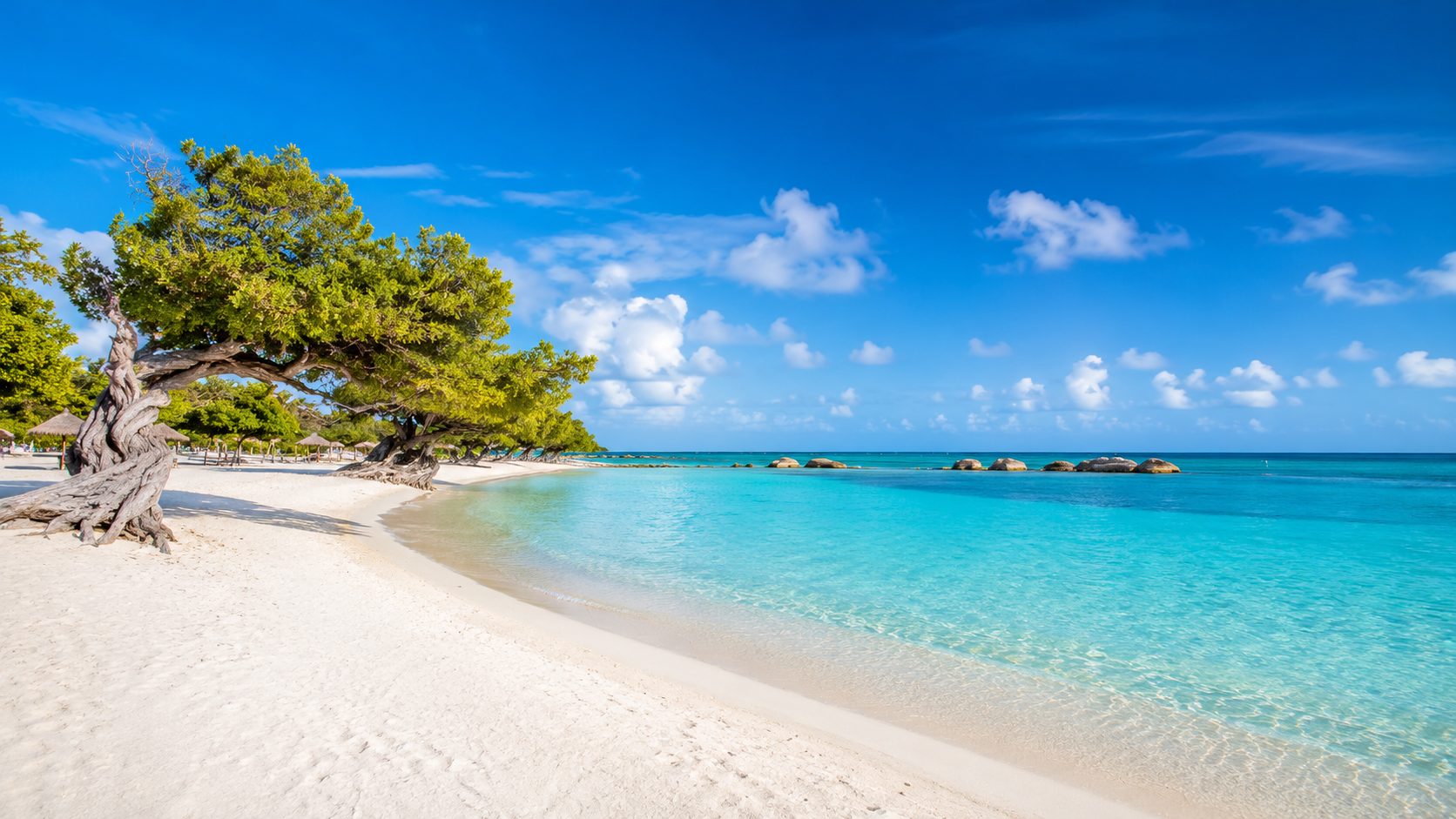 Divi trees on a quiet white-sand Caribbean beach